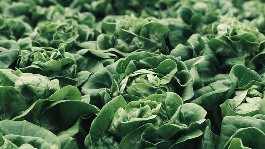 CUTTING GREENS